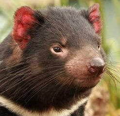 tasmanian devil tasmanian devil