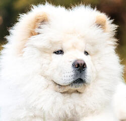 chow chow chow chow