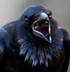 raven raven