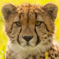 cheetah cheetah