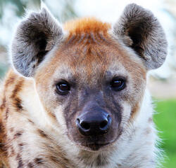 hyena hyena