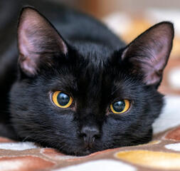 black cat black cat