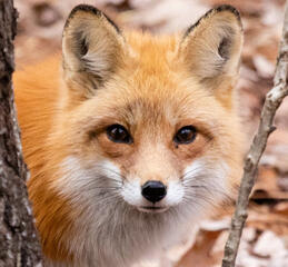 fox fox