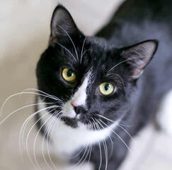 tuxedo cat tuxedo cat