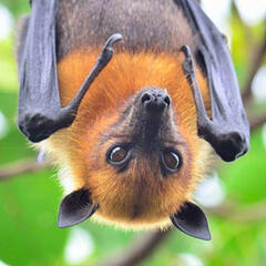 bat bat