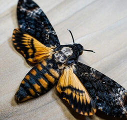 death moth death moth